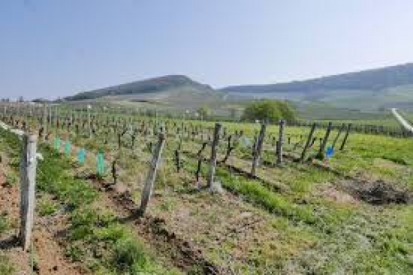 Opérations de lutte contre le gel pour les viticulteurs